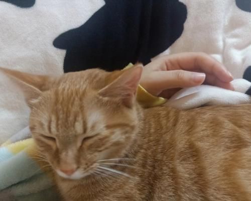 小猫能不能摸？——了解宠物摸的正确姿势（小猫是否适宜被摸？如何正确摸抚它们？宠物主人必看！）