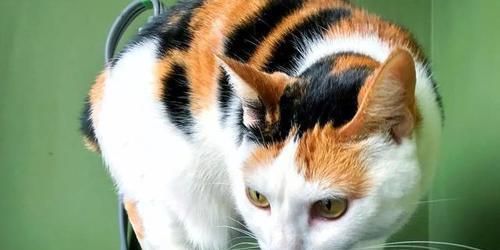 母猫如何教育小猫（以宠物为主）