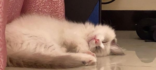 母猫如何教育小猫（以宠物为主）