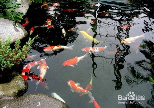 锦鲤一年的养生食谱，喂出锦鲤完美体形！