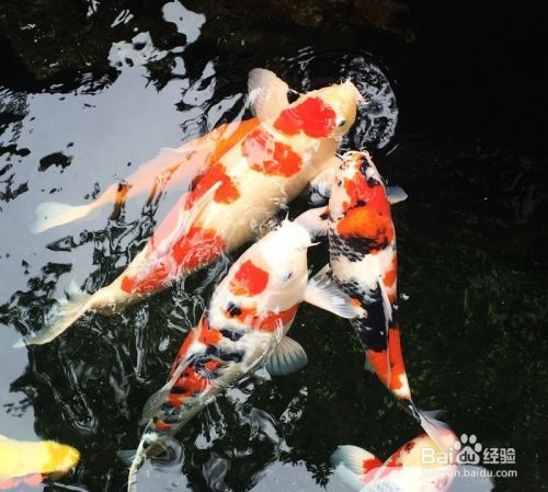锦鲤一年的养生食谱，喂出锦鲤完美体形！
