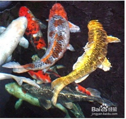 锦鲤鱼怎样分公母