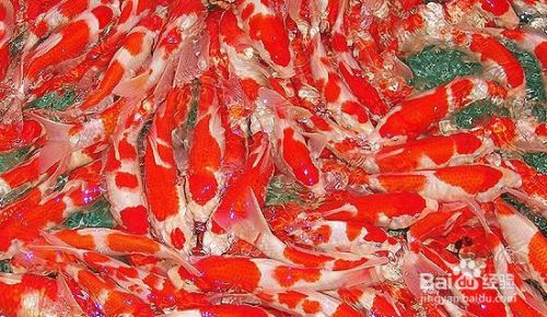锦鲤鱼怎样分公母