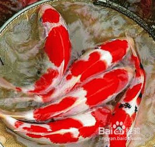 锦鲤鱼怎样分公母