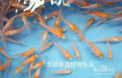 怎样挑选锦鲤鱼苗