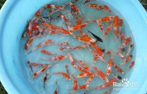 怎样挑选锦鲤鱼苗