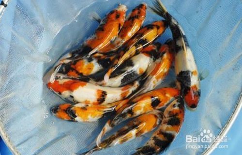 怎样挑选锦鲤鱼苗