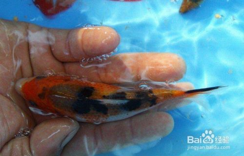 怎样挑选锦鲤鱼苗