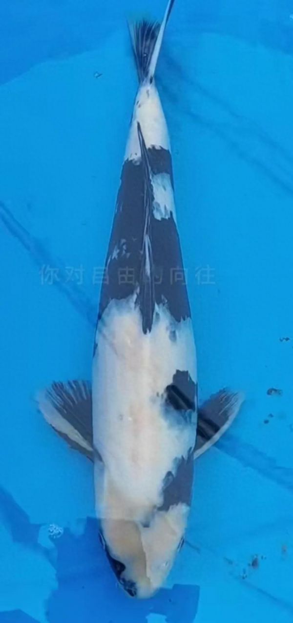 白写锦鲤怎么挑选?分享几个常用的看鱼技巧