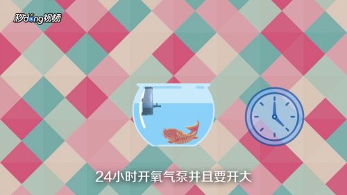 锦鲤趴缸底怎么办