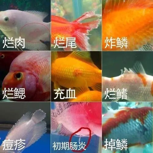 锦鲤肠炎的症状及治疗方法,这2种情况很常见!