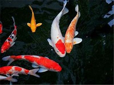 锦鲤品种