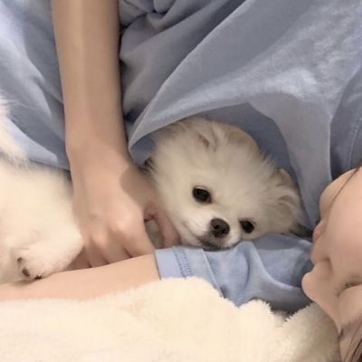 情侣头像宠物和主人