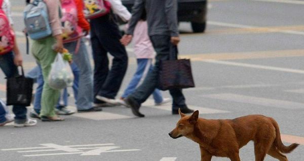 训练你的宠物犬听懂“坐下”命令（从基础训练到高级技巧，轻松掌握训练方法）