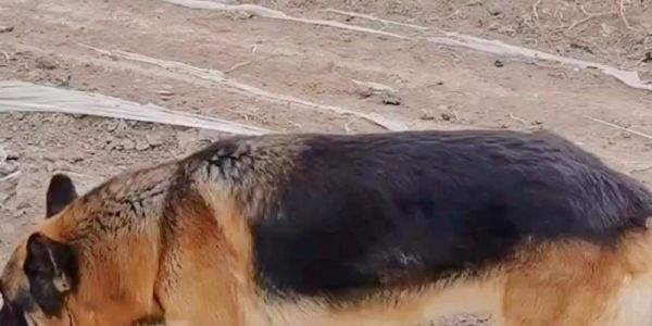 训练你的宠物犬听懂“坐下”命令（从基础训练到高级技巧，轻松掌握训练方法）