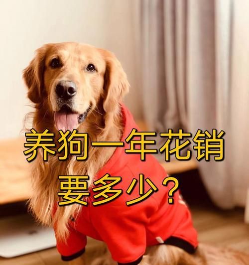 养小狗前的准备工作（如何为新宠物做好万全准备）