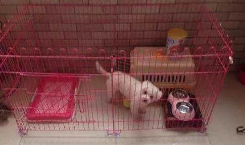 狗狗鼻子干流鼻涕