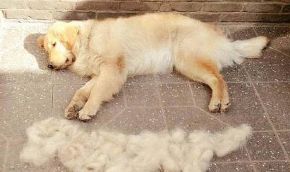 狗鼻子湿是正常的吗