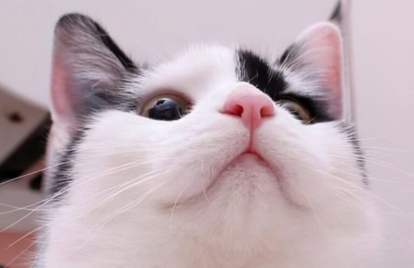 猫咪鼻头发白不能忽视,直接反映健康状况