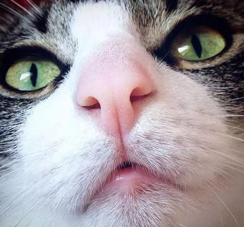 猫咪鼻头发白不能忽视,直接反映健康状况