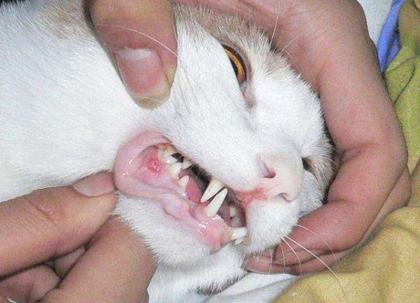 猫咪鼻头发白不能忽视,直接反映健康状况
