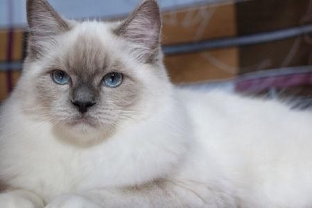 猫咪鼻头发白不能忽视,直接反映健康状况