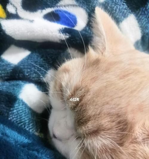 猫咪鼻子热，是正常现象还是健康隐患（宠物主人必读）