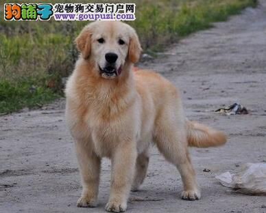 老年期金毛犬容易出现的问题