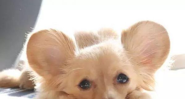 狗狗耳朵出血怎么办（从发现到治疗）