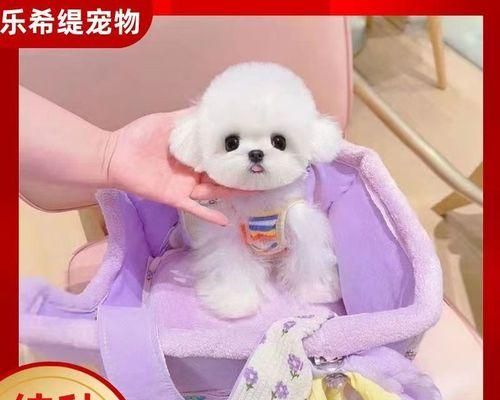 狗狗耳朵出血怎么办（从发现到治疗）