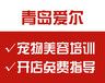 山东宠物美容学校理论+实操专业学校，名师授课，教学有方法，学习有保障