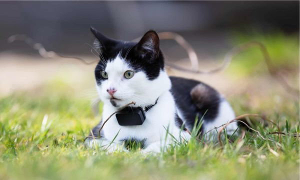 collar gps gatos
