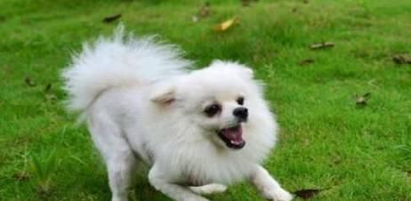 如何正确给宠物博美犬打虫？