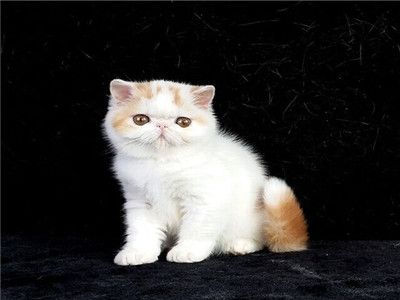 宠物驱虫猫狗通用吗？