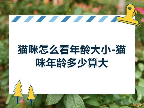 猫咪怎么看年龄大小-猫咪年龄多少算大