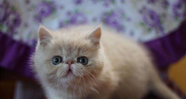 如何判断小猫的年龄（从生理表现和行为习惯出发）