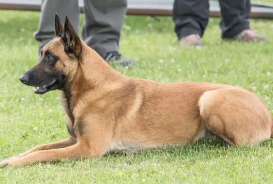 怎么训练马犬