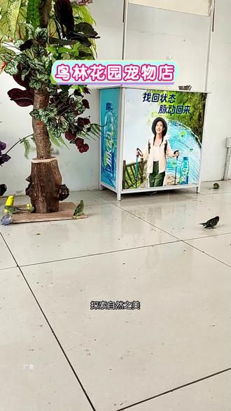 鸟林花园宠物店，不仅是宠物的乐园，更是爱宠人士的天堂。我们以差异化的产品和服务，带给您和您的宠物无与伦比的体验。来鸟林花园，让我们一起创造美好的宠物生活#鸟林花园宠物店@鸟林花园宠物店 #鸟林观赏 #喂鸟 #周末去哪儿 #鸟语花香人间秘境
