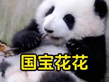 震惊了，熊猫界顶流花花荣升旅游业局长#大熊猫和花 #国宝 #动物解说