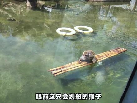 全网唯一有编制，却还没上岸的猴子 #动物世界 #神奇动物在抖音 #网红猴 #动物的迷惑行为 #动物园里有什么