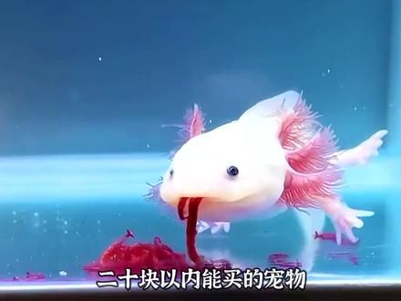 宠物解说：二十块以内能买的宠物，你喜欢哪只？ #宠物 #萌宠 #家有萌宠