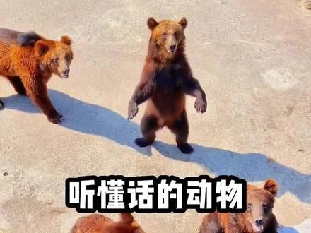 能听懂人话的动物#萌宠 #萌宠成精了 #看一遍笑一遍