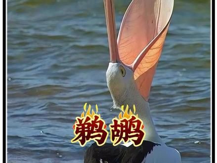大嘴吃八方，祝大家八方来财，嘴大吃人的鹈鹕今天来了。 #鹈鹕 #卡皮巴拉 #动物科普