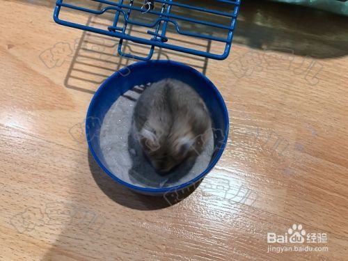 怎么样养小仓鼠详解