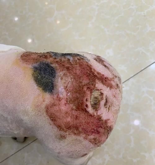 以犬脓皮病治疗方案（宠物皮肤疾病的防治方法）