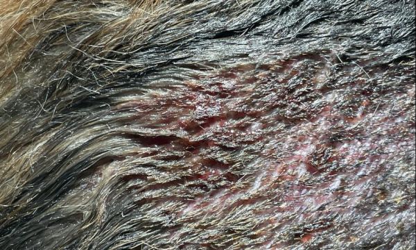 以犬脓皮病治疗方案（宠物皮肤疾病的防治方法）