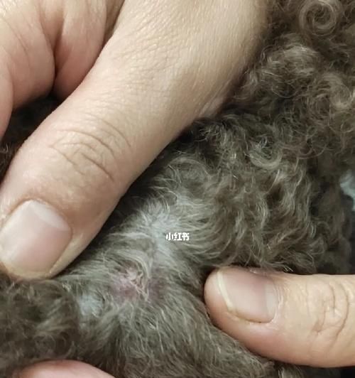 以犬脓皮病治疗方案（宠物皮肤疾病的防治方法）