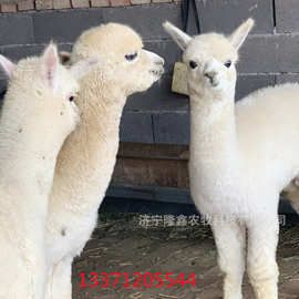 羊驼是哪里的品种 一只宠物小羊驼多少钱 哪里有养殖羊驼活体的