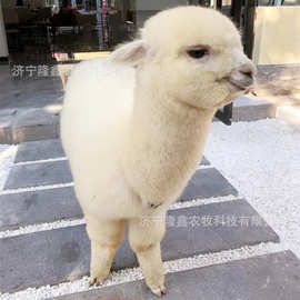 哪里有卖景区观赏萌宠羊驼活体 半岁左右小羊驼价格 羊驼繁育基地