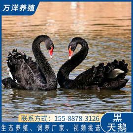 观赏黑天鹅出售黑天鹅活体价格成年黑天鹅种鹅常年出售大量黑天鹅
